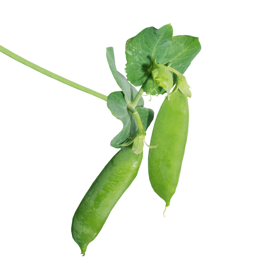 Логотип бренда Bean.jwrl
